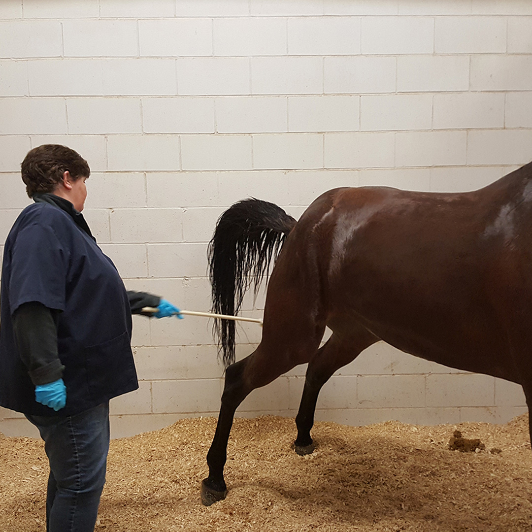 A Test Inspector collecting a urine sample from a racehorse