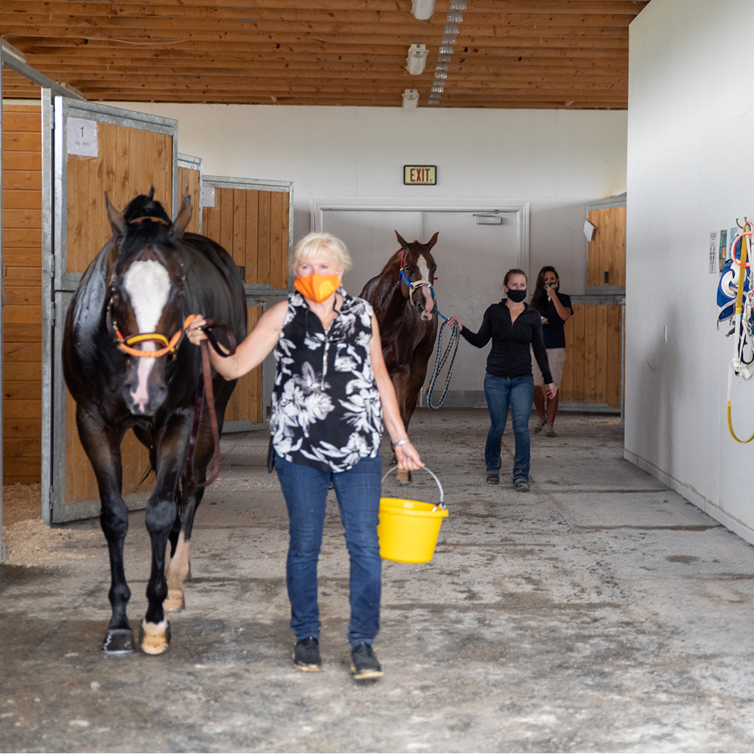 Racehorses walking out after the race