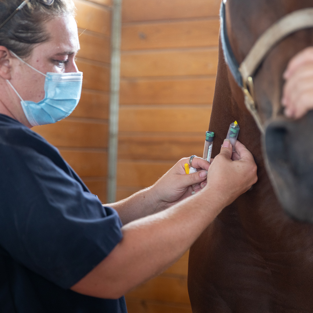 A Veterinary Technician collecting a blood sample from a horse